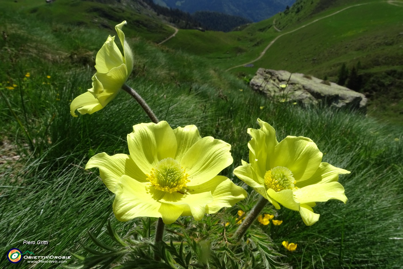 23 Fiori di pulsatilla alpina sulfurea.JPG